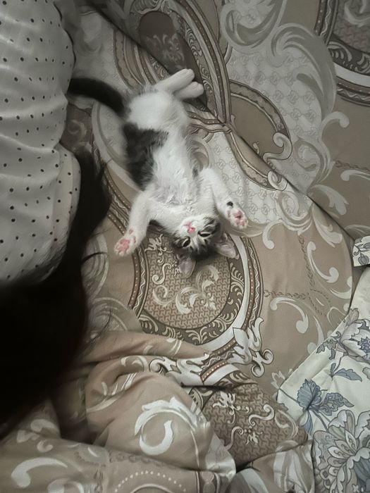 Котик 2 месяц.