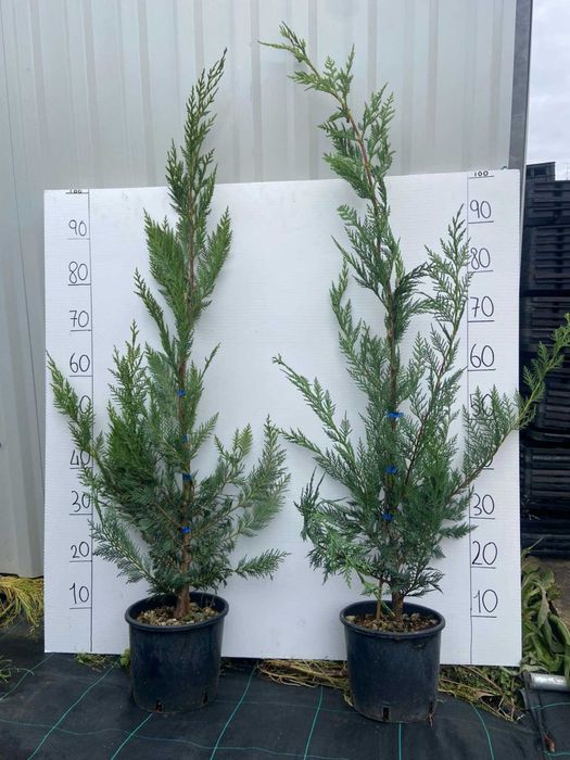 Leylandii chiparos altoit pt gard viu la ghiveci 3l inaltime 100-110cm