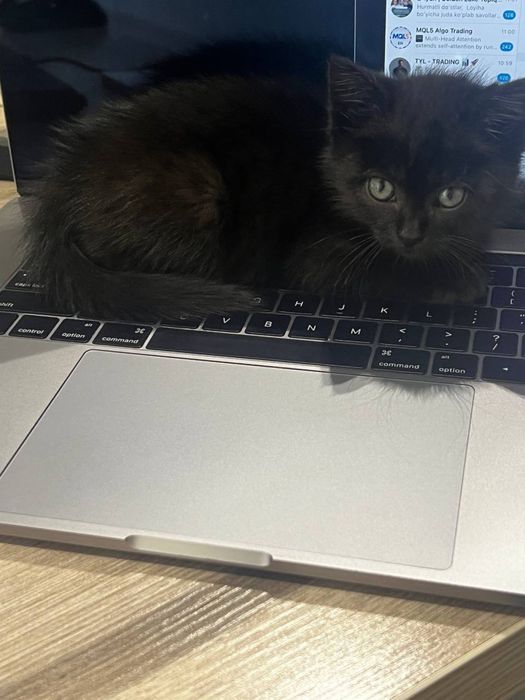 Кошка пародистая