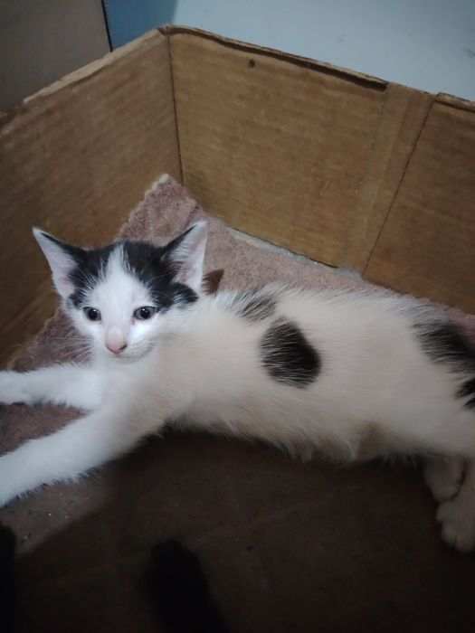 Котёнок кошечка девочка