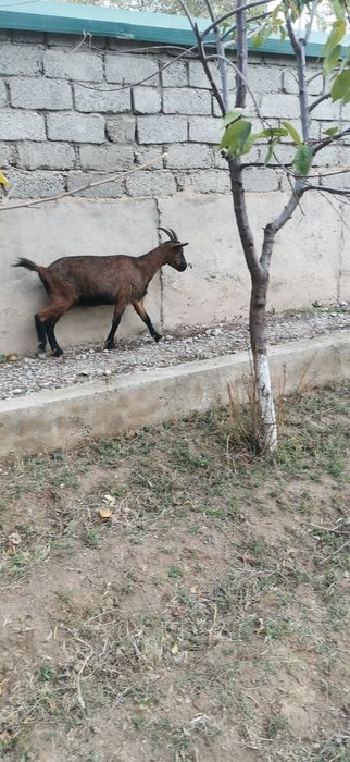 Чех Алпин сотилади Апарат 2та боласини курсатди
