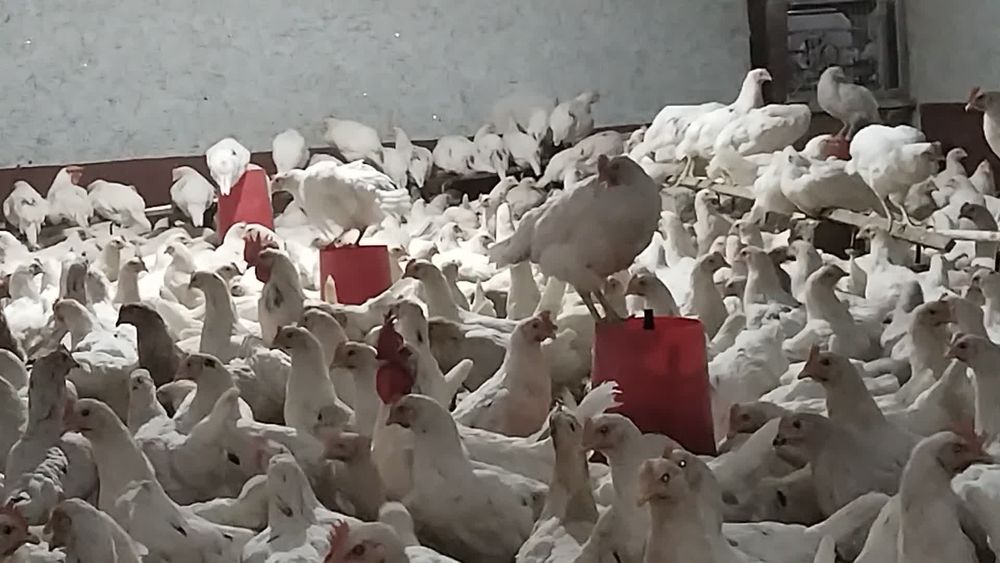 Loman sendi malotka tuxumga yaqin 1 qoʻldan sotiladi