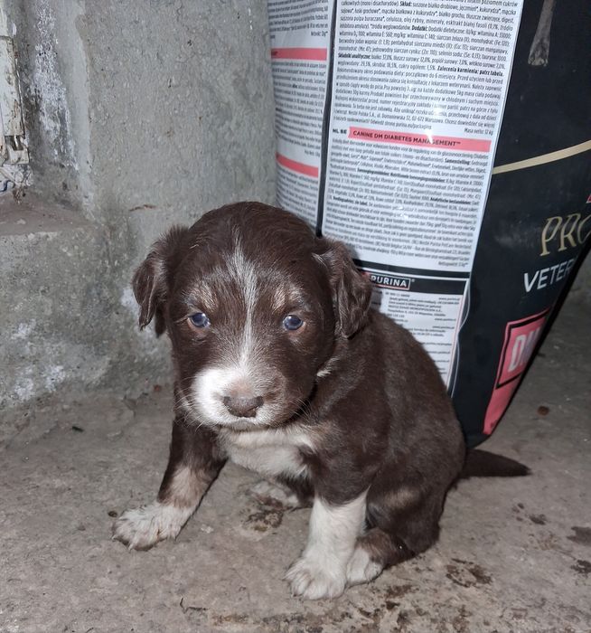 Adopție!  Pentru mai multe detalii sau poze, vă rog să mă contactați în privat.