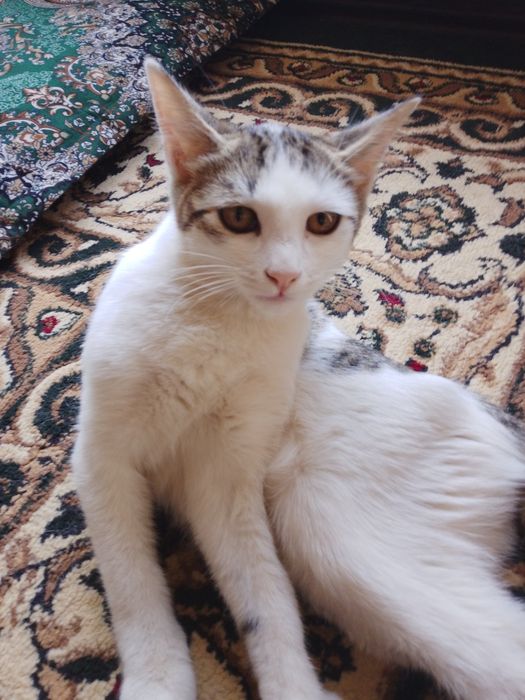 Mushugumni yaxshi boqadiganlaga beraman