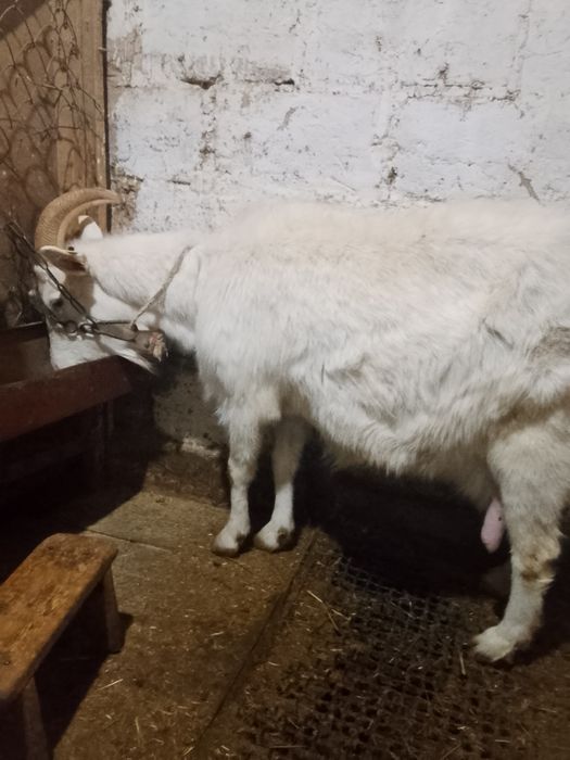 Козы перво котки