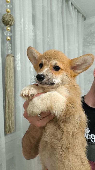 Продаются щенки корги