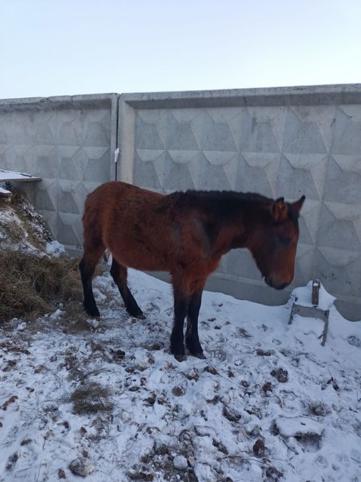 Продам жеребенка