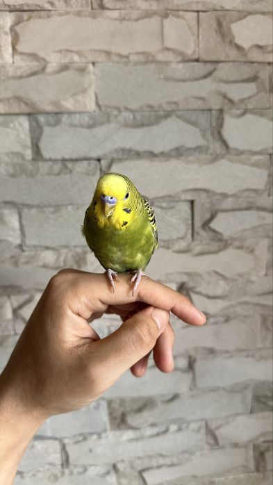 волнистый попугай