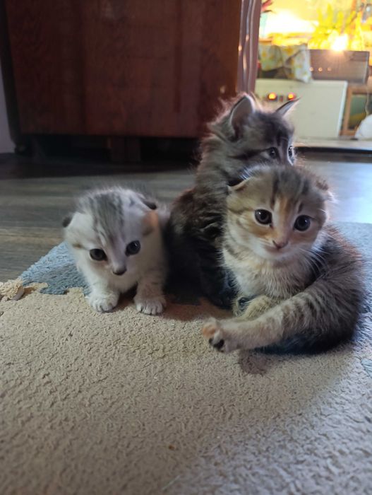 Продаются котята