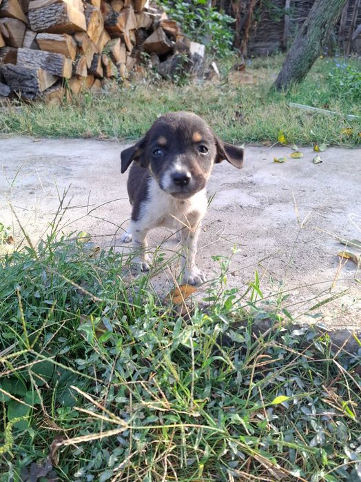 Малки кучета за осиновяванеAdopt a puppy!!