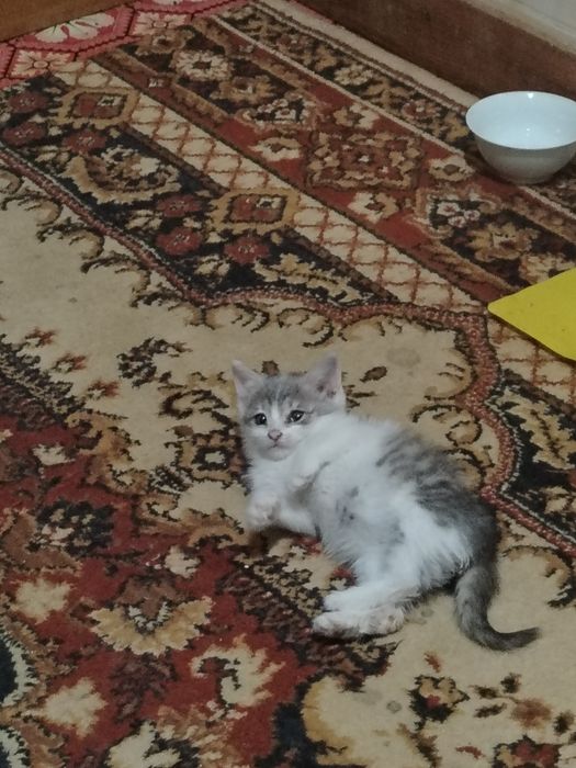 Продам котёнка, мальчик