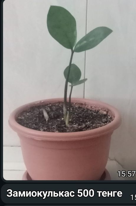 Комнатные цветы.