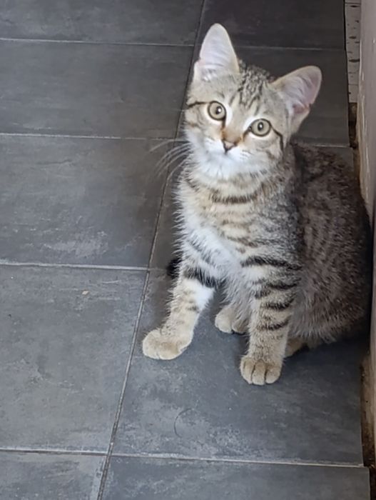 Ищем дом для спасённых котиков.