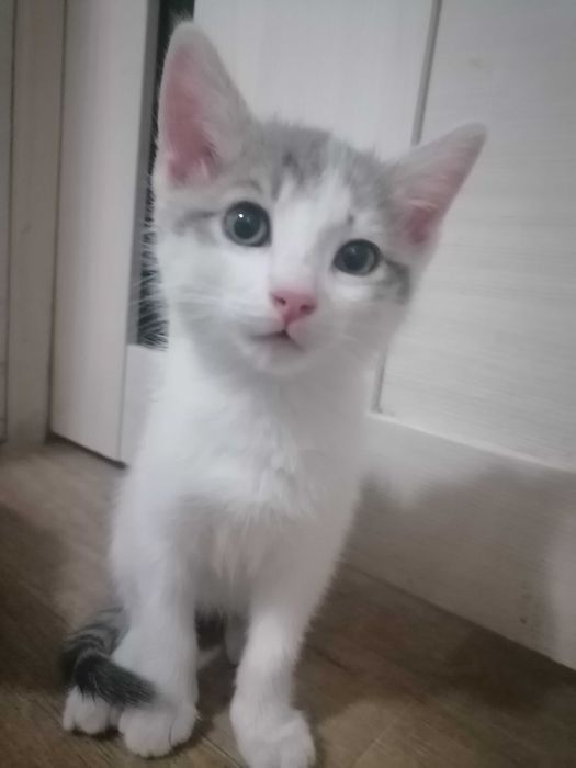 Котенок девочка 2 мес