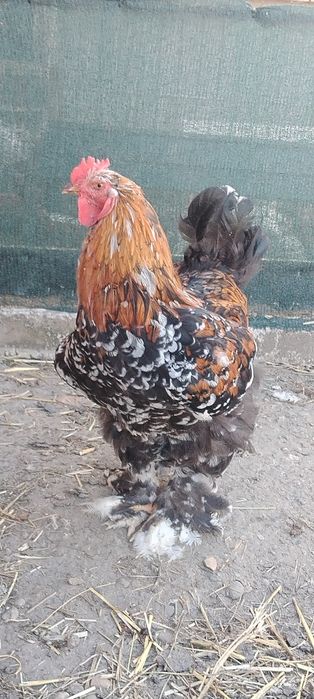 Găini de rasă  brahma