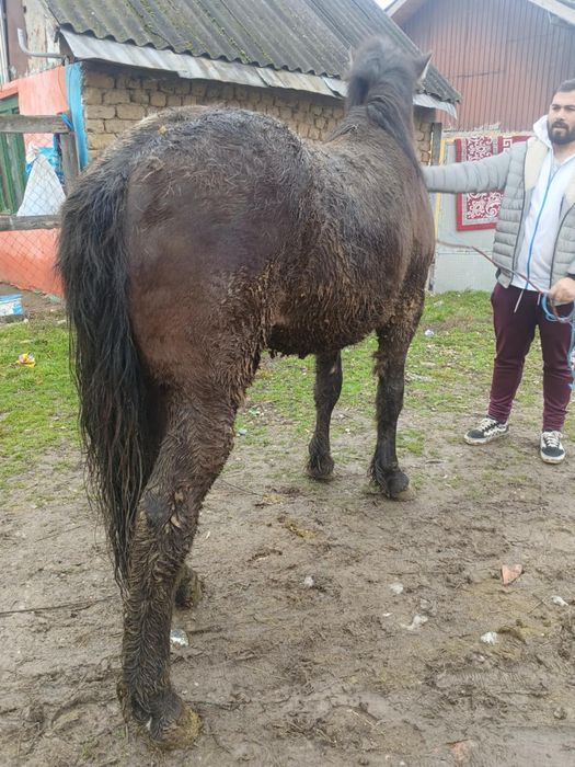 Vând manz metis frizian