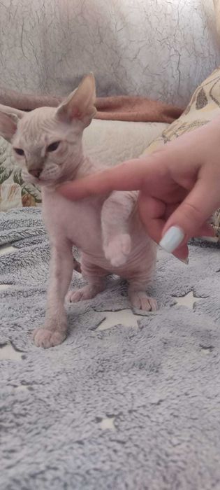 Продаются Сфинксы резинки