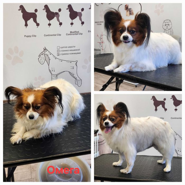 Грумер, стрижка собак
