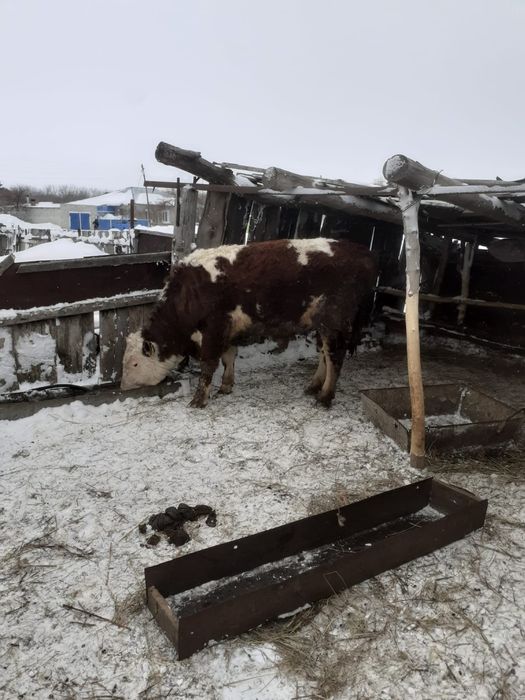 Продам быка годовалый