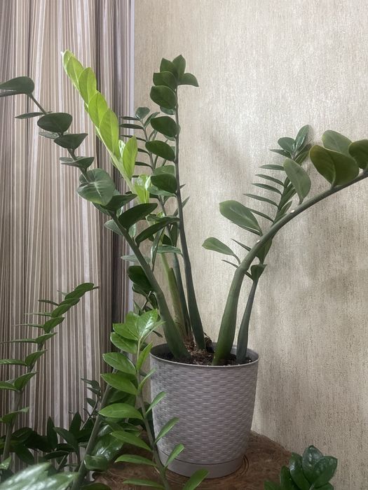 Комнатные цветы для души