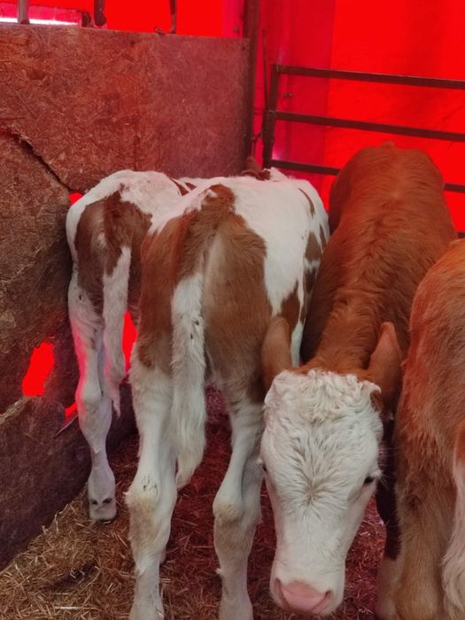 De vânzare 6 vițele
