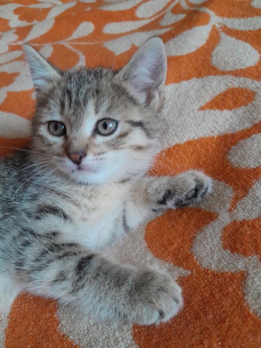 Отдам в ДОБРЫЕ руки котенка-девочку.