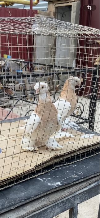 Голуби двух чубые тасманы.