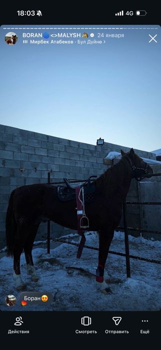 Кокпар ат срочнооо