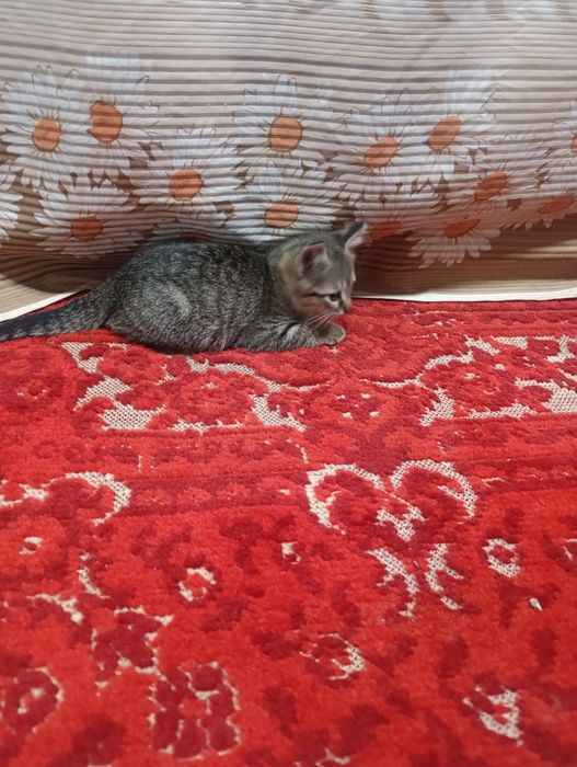 Кот отдам хороший руки