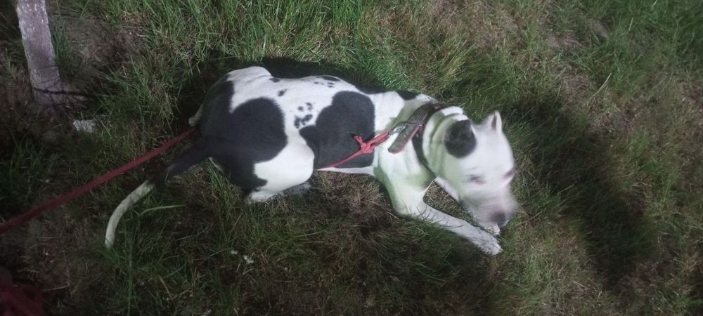 Pitbul urg'ochi 3 marta tuqan odamga beziyon