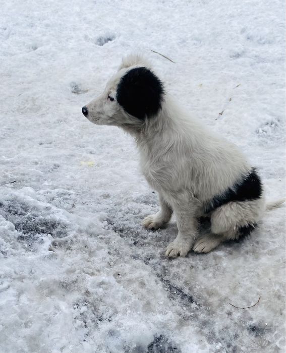 Ручные щенки для охраны