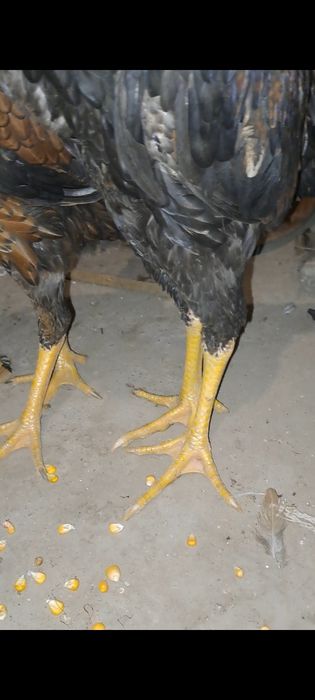 Дакан, бойцовский. Шамо