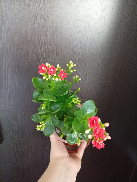 Каланхоэ комнатное растение