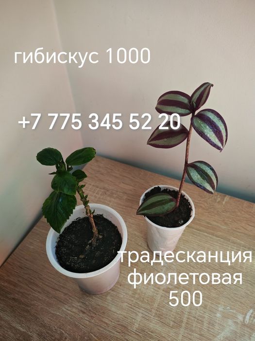 Комнатные цветы и отростки