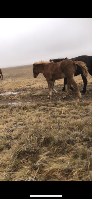 Продам жабагы оптом
