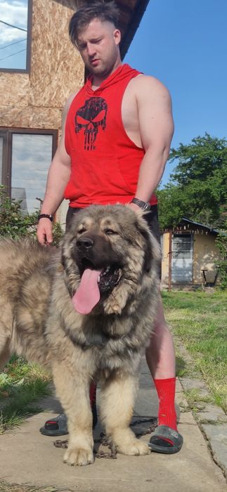 Femela Ciobanesc Caucazian