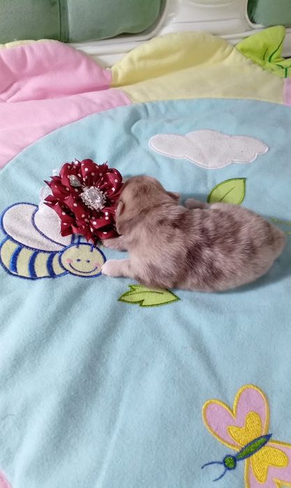 Померанский шпиц