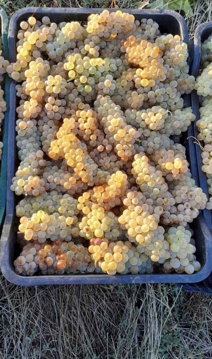 Vindem struguri albi și negru de vin