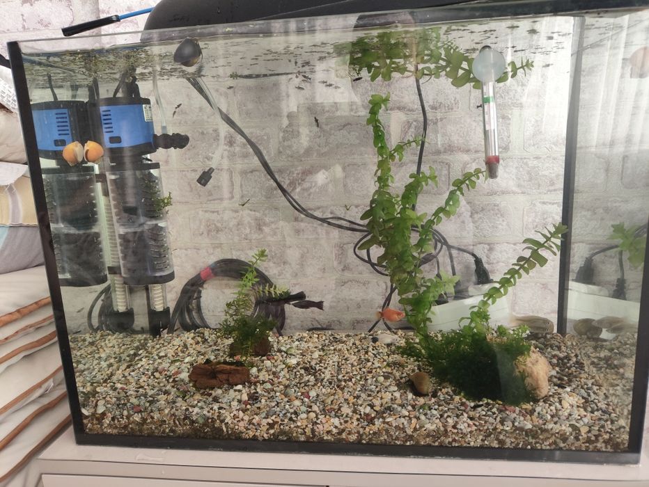 Отдам всех рыбок за 500 теңге