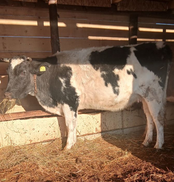 Vand o junica  la  adoua fatare