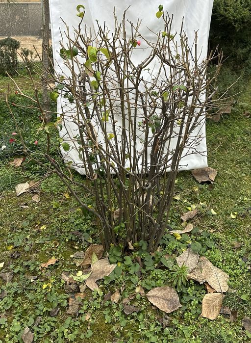 Японская айва 6+ лет