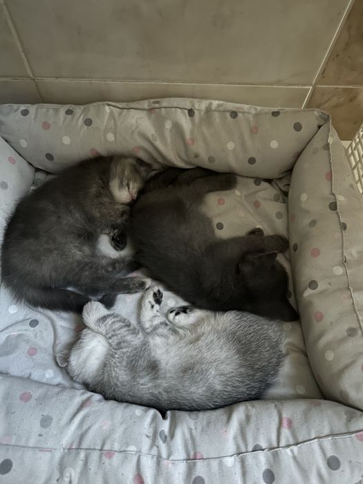 Котята британка шиншила