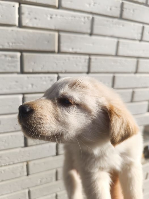 Щенки от лабрадора, 1,5 месяца