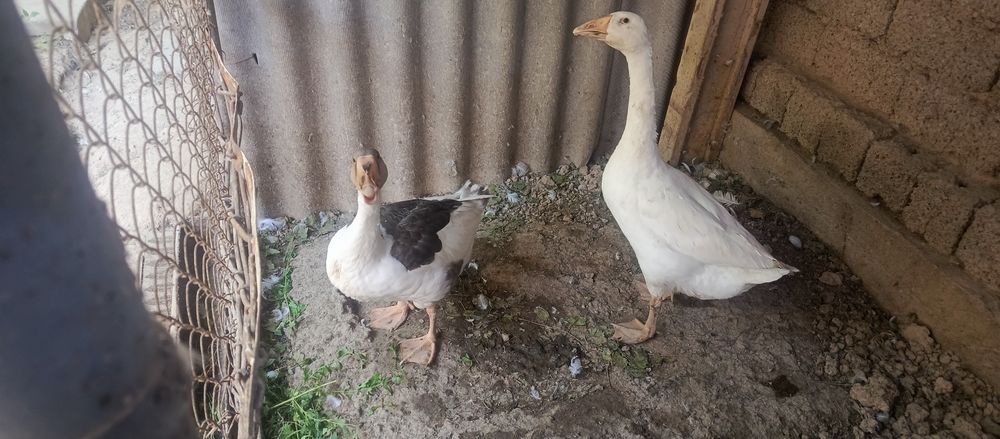 Продаю гусей и петухов
