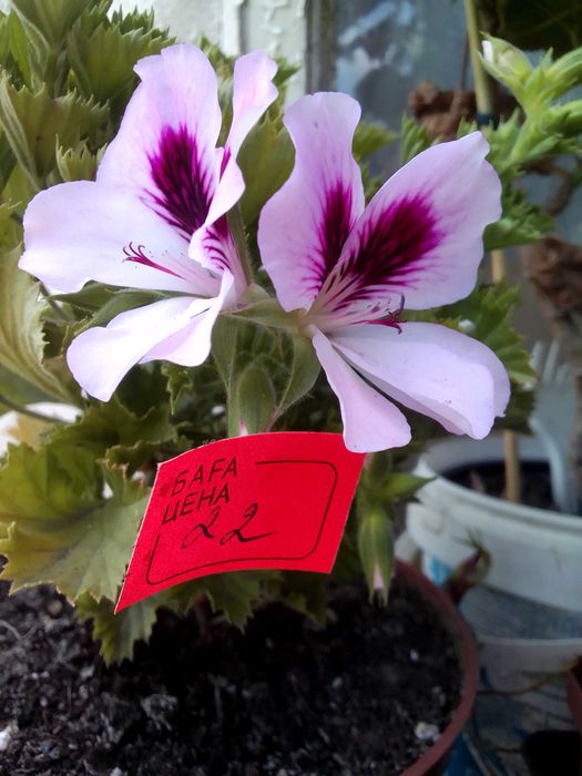 укорененные черенки белой герани