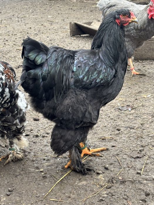 Cocosi brahma de vanzare