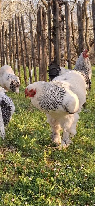 Ouă incubat brahma herminat deschis