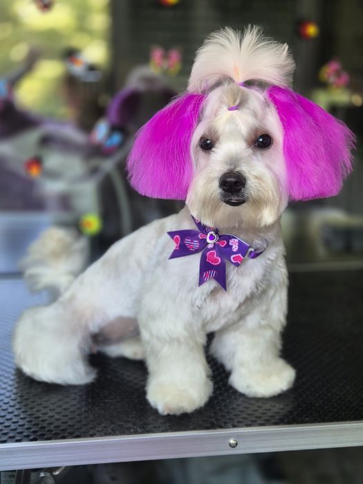 Frizerie canina Constanta