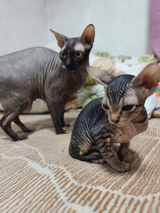Котята сфинкс донские