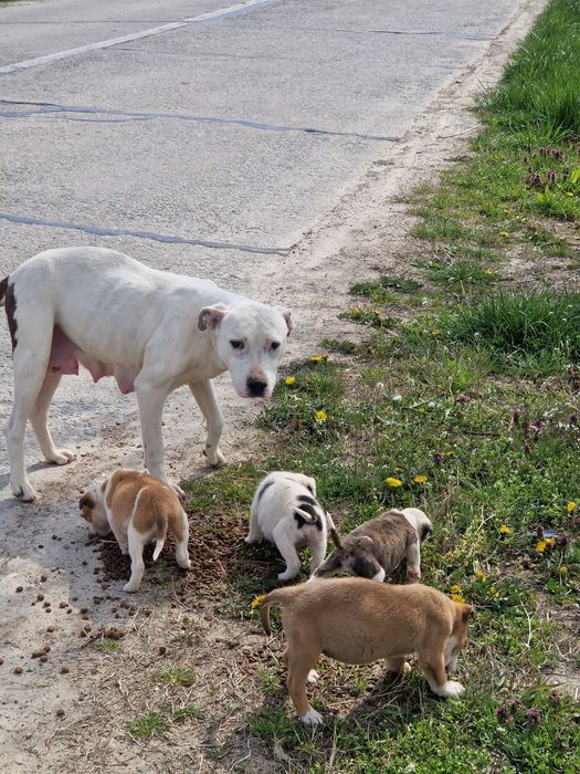 Adoptie catelusa cu 4 pui